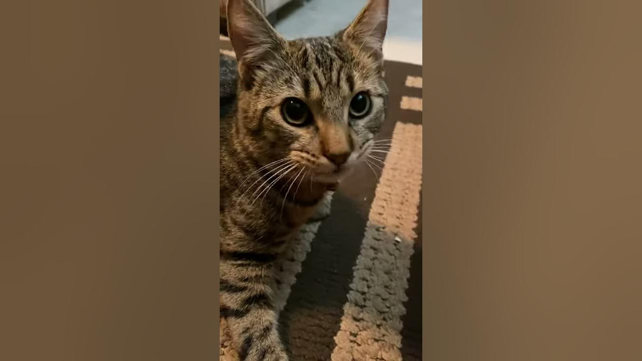 Kitten and Caramels - YouTube