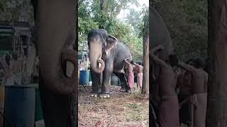 Download Lagu ആനയുടെ ദേഹത്ത് പറ്റി പിടിച്ചിരിക്കുന്ന ചെളി ഉരച്ച് പാപ്പാൻമാർ കളയുന്ന വീഡിയോ #channelsubscribe MP3