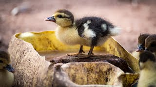 😍 Cutest Baby Birds Feeding Before A Long Day