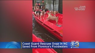 U.S. Coast Guard Saves Beagles, Pit Bulls From Florence Flooding