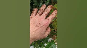 Thử Đưa Tay Vào Tổ Kiến LỬA xem sao #music