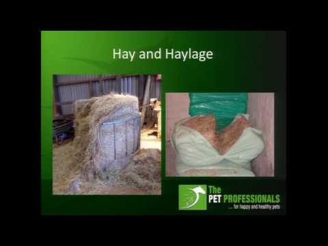 Equine nutrition and feeding clip