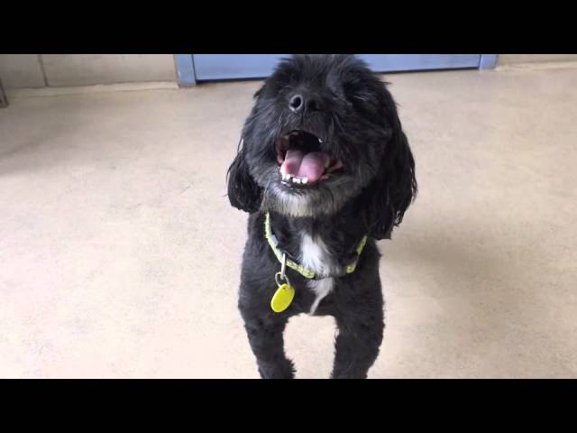 shih tzu and mini poodle mix