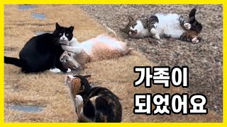 홀로 외롭게 살아오던 길고양이들이 한 가족이 되었습니다.