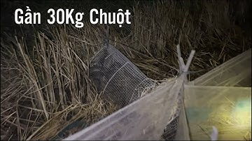 Lùa Chuột Đêm Thứ 2 Vô Mánh Gần 30Kg - Sông Nước Cửu Long - Nguyễn Hùng