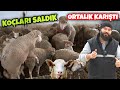 KOÇLARI KOYUNLARIN İÇİNE SALDIK (Koç Katımı Nasıl Olmalı)