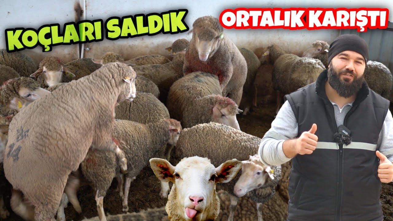KOÇLARI KOYUNLARIN İÇİNE SALDIK (Koç Katımı Nasıl Olmalı)