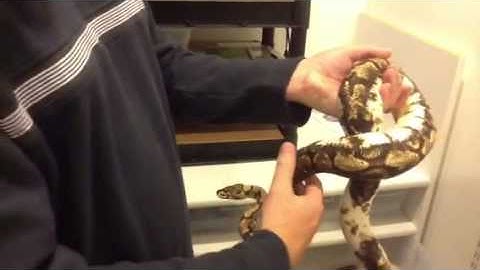 My ball python collection - males