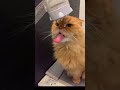 スタッフの愛猫がただお水を飲んでいる動画🍊