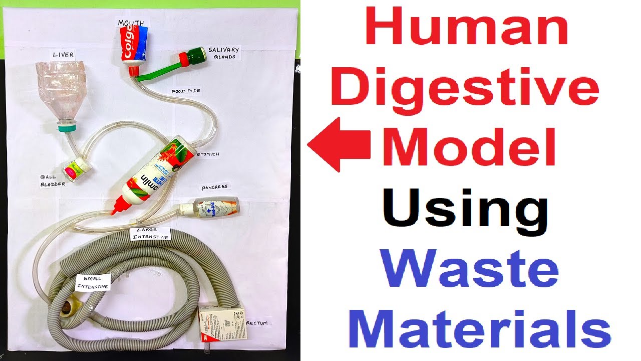 digestive system model with waste materials - diy - simple and easy ...