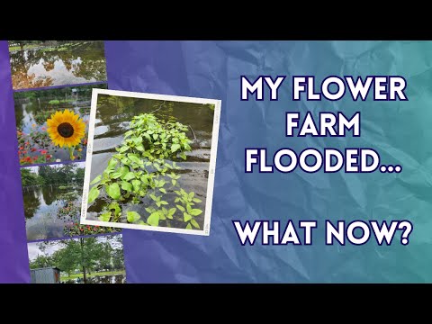 My Flower Farm Flooded.... Now What How To Move Forward After Failing