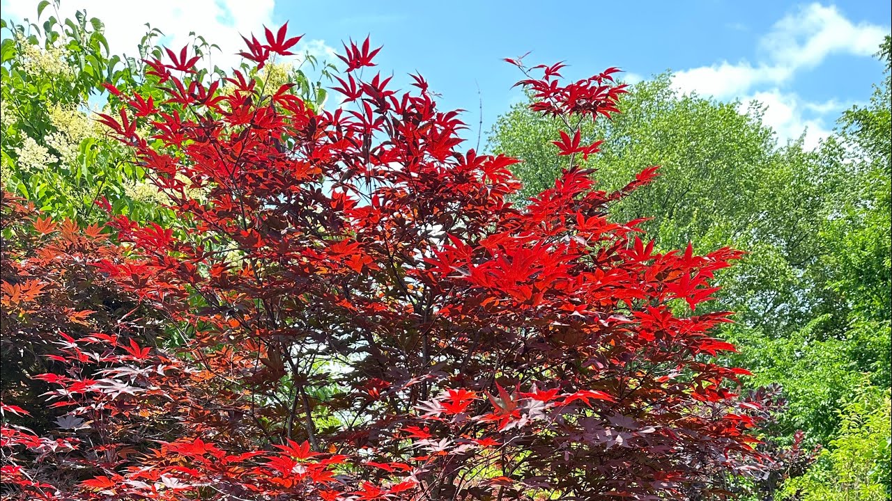 Buying a Japanese Maple Tree cost me 810 bangladesh usa india YouTube