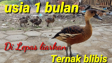 Anak burung belibis usia 1 bulan yang sangat lucu dan menggemaskan