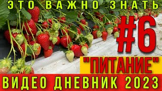 Питание клубники. Полив и обработки клубники. Видео дневник 2023 ЧАСТЬ # 6