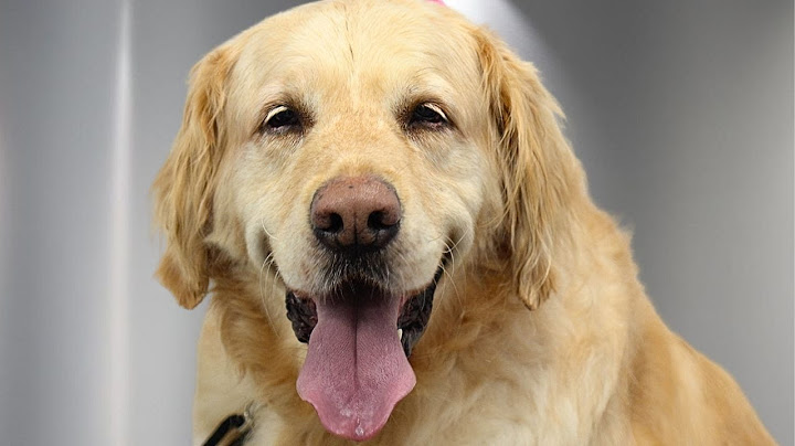 The Most Dramatic Golden Retriever You'll Ever Meet