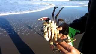 Crab Snaring for Dungeness Crab in San Francisco 