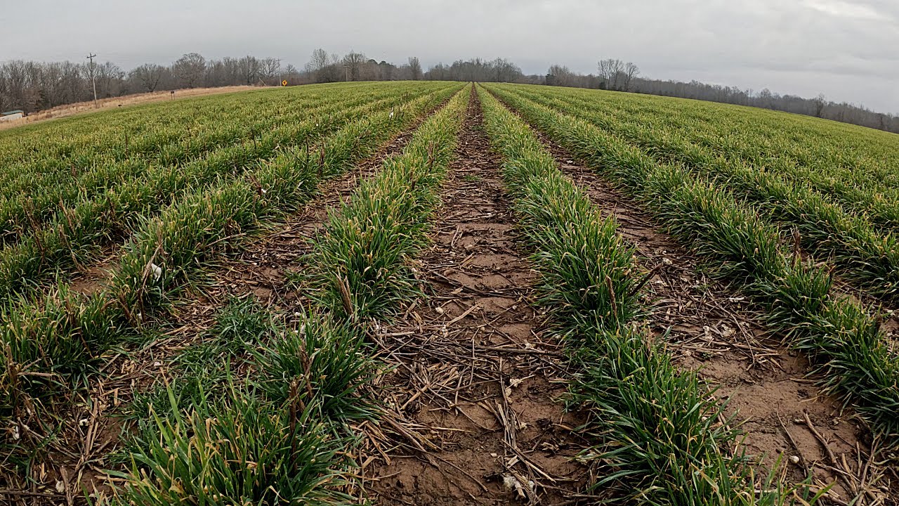 Nitrogen Application of Wheat