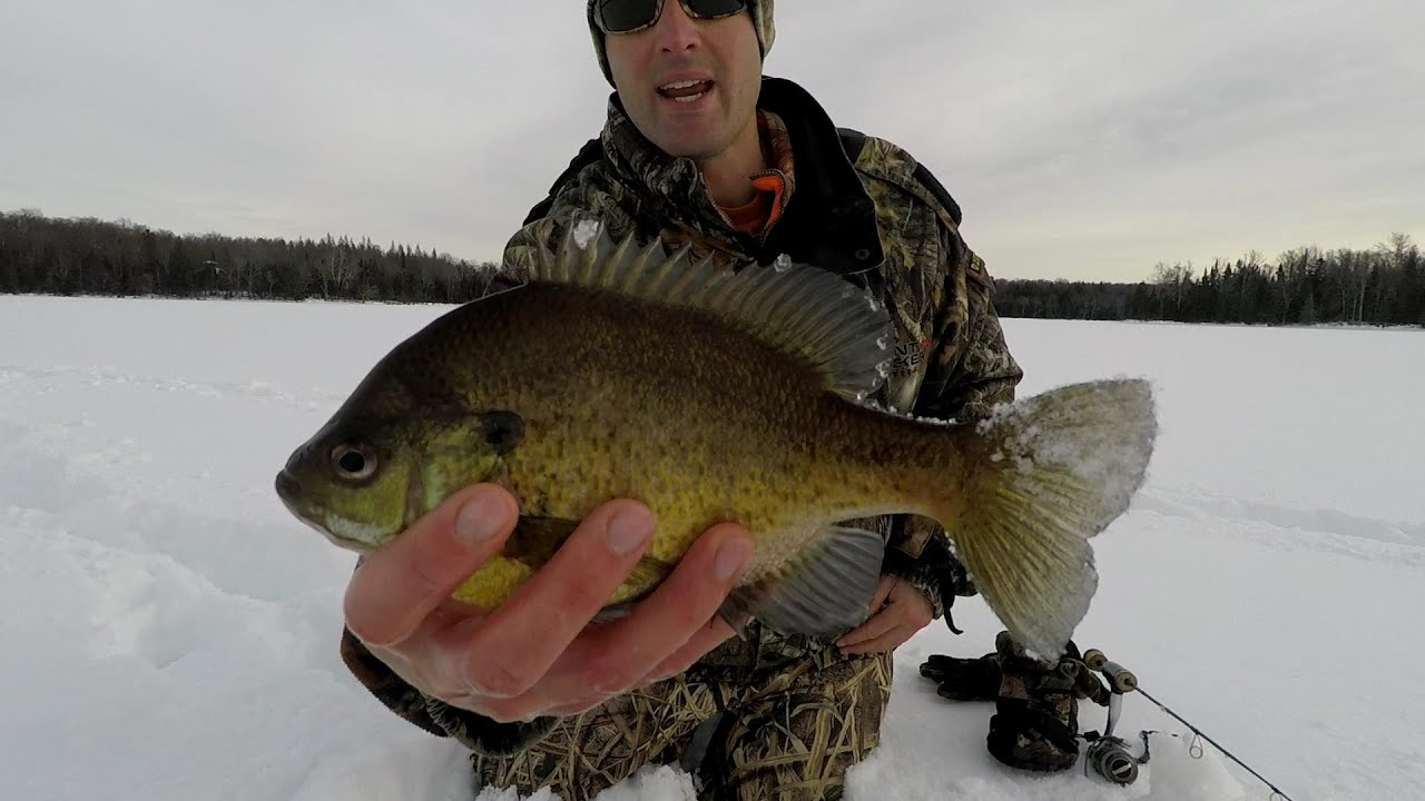 Ice Fishing Bluegill Tips On Locating BIG Winter Bluegill’s YouTube