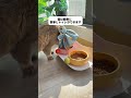 使ったことがあるだけです #猫 #エリザベスリング #子猫の成长日日记 #子猫のいる生活 #おすすめ 🐱❤️