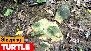 Sleeping Turtle - Target Depo At 315 Or Code 6 And 45 Or Code 8