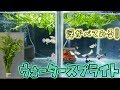 飼育条件の見直し！グッピー＝ウォータースプライトなのだろうか？【ふぶきテトラ】