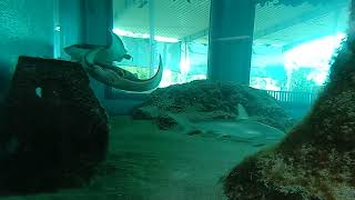 Stingray jump scare