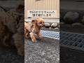 なんでそうなるのか謎のララちゃん #shorts
