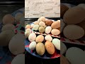 Egg Collection Tuesday!