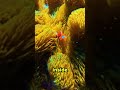 How Nemo’s fish survives inside deadly sea anemones 🐠