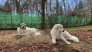 【ルンルンの裏庭】番犬ガールズ