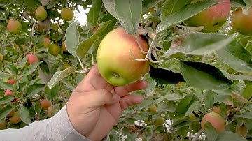 Allan Brothers Interview | Flow-Tech Grow