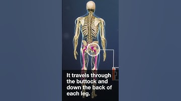 The Sciatic Nerve: The Body
