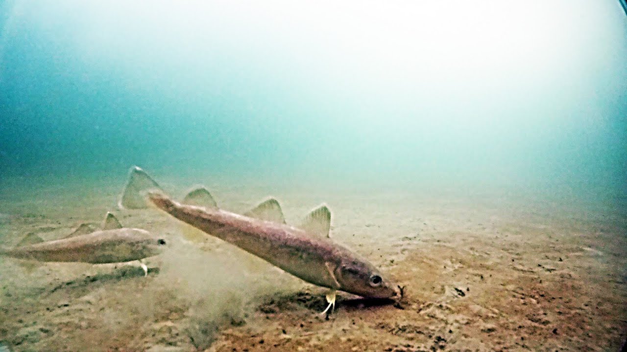 ⁣Рыбалка на Океанской. Подводная съемка. Владивосток 07 марта 2015