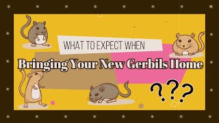 Gerbil Care - New Gerbil Expectations