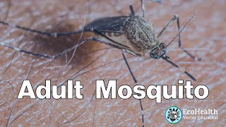 Adult Mosquito