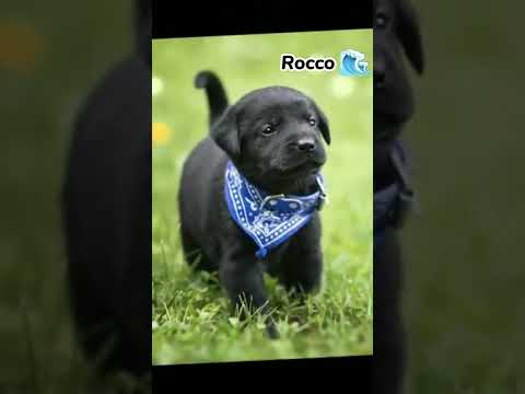 Video: Nombres de perros negros