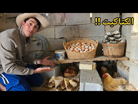 وأخيراً فقس بيض الدجاج النادر! 🐣 الكتاكيت ترسو المزرعة 😍🔥