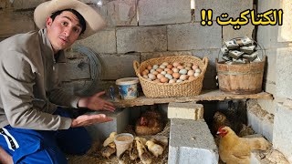 وأخيراً فقس بيض الدجاج النادر! 🐣 الكتاكيت ترسو المزرعة 😍🔥