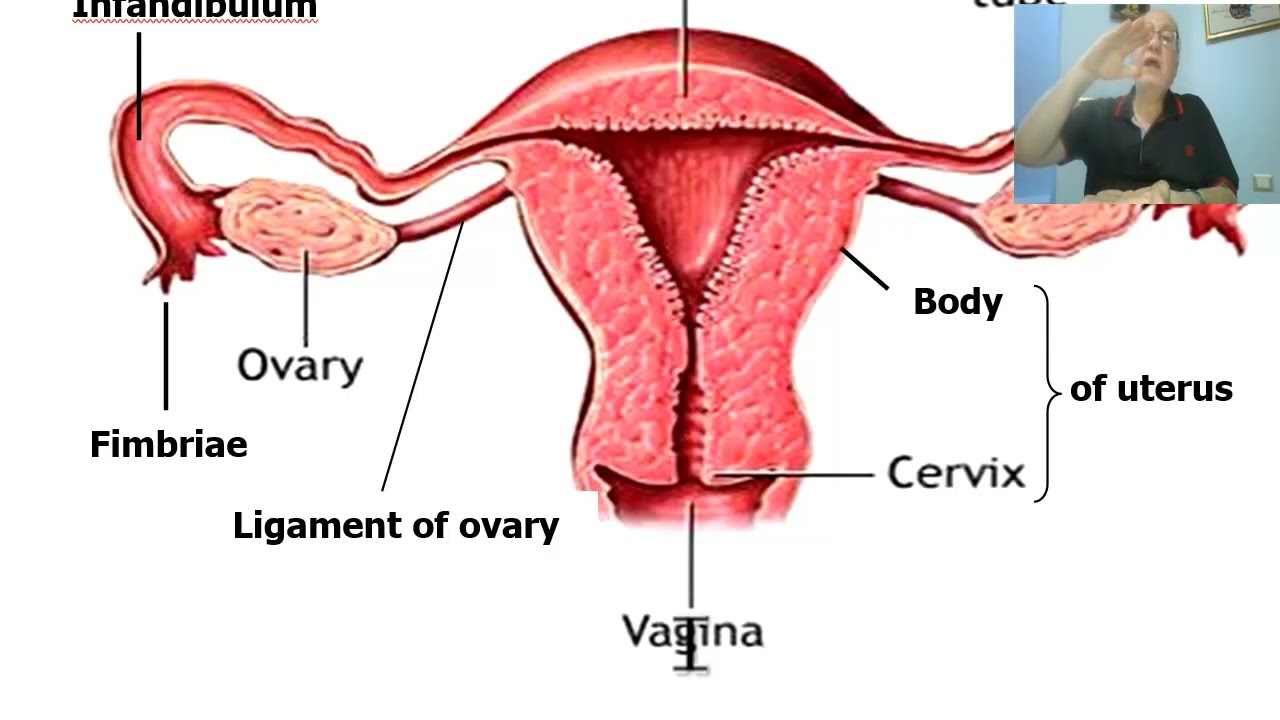 Introduction to anatomy for paramedical students 20 (Female genital system) ,  by Dr, Wahdan