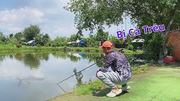 tập câu cá tra hồ dịch vụ bị cá trêu tận ba lần vlog câu tra tập 1