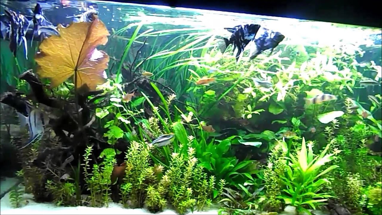 il mio acquario di 300 litri con vegetazione in crescita continua... 31 ...