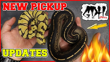 ULTRAMEL DESERT GHOST BLACKHEAD AND BLITZ PROJECT HIGHLIGHTS