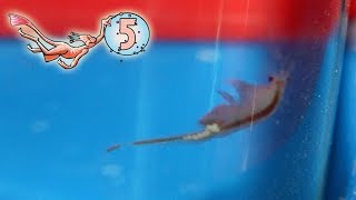 WE HAVE EGGS!! | Seamonkeys Ep 5
