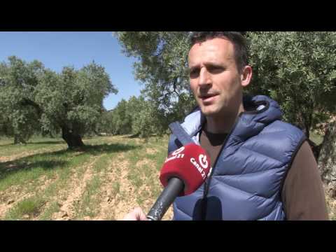 Vídeo: Cultivador De Gasolina: Quin és Millor Triar Per A Una Residència D'estiu? Classificació Dels Models: Característiques De Sterwins-2, FPTP123 I Altres. Característiques Dels Cultiv