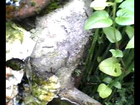 garden pond - YouTube