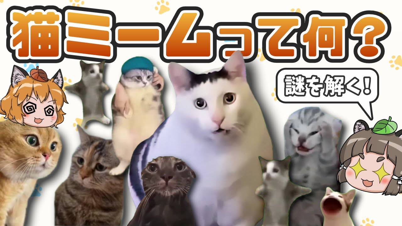 猫ミーム Cat Meme] What is that cat that's trending on Short and TikTok