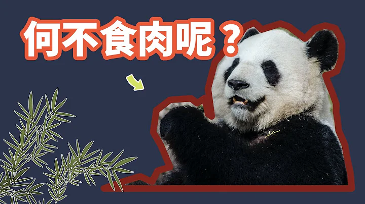 大熊貓進入「進化死胡同」 |  註定滅亡？ - 天天要聞