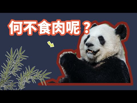 大熊猫对人类有什么用？