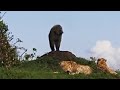 Baboon sneaks up on two cheetahs