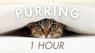 1Hour ASMR | Kitten Purring for Sleep, Relaxation, Study and Focus